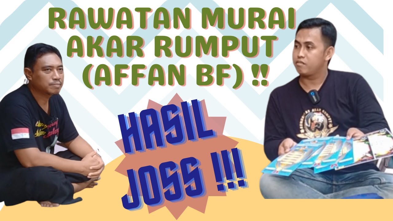 HASIL MAXIMAL DENGAN POLA RAWATAN MURAI AKAR RUMPUT NUSANTARA (AFFAN BF) !!! #rawatanharian
