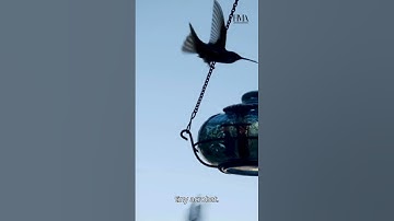 Hummingbirds: The Only Birds That Can Fly Backward