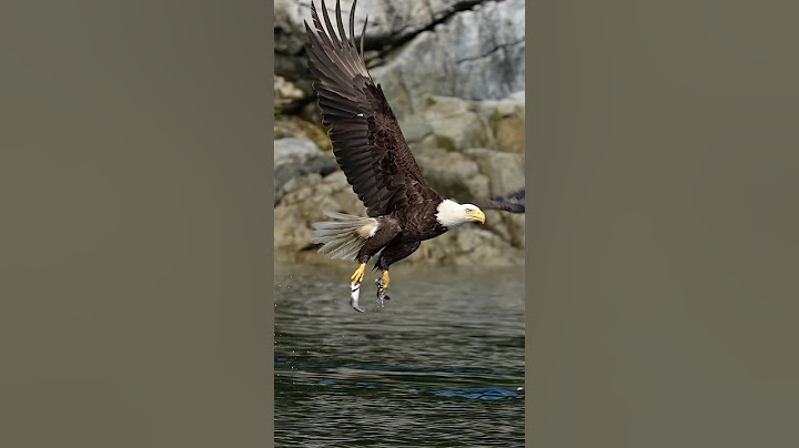 Hungry Eagle Snatches 2 Fish at Once!
