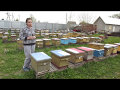 Содержание пчёл в 8-рамочных ульях. Проверка на готовность к расширению