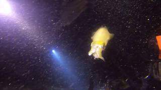 Know the difference between: squid, octopus, and cuttlefish