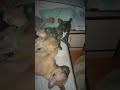 Бесстрашный кот/ В логове Бульдогов#frenchbulldog #dog #puppy