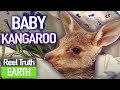 Raising a Orphaned BABY Kangaroo | A Joey Called Jack | Animal Documentary | Reel Truth Earth