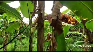 PISANG TERKENA PENYAKIT LAYU FUSARIUM // TERANCAM GAGAL PANEN