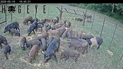 48 Hogs in the trap