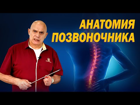 Анатомия позвоночника: Как устроены мышцы поясничного отдела? Причины и профилактика болей в спине