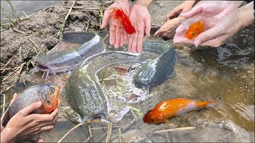 Thỏ Vlog Bông Kids Bắt cá Trê lai , cá sộp bự , cá beta , cá vàng , cá chép, cá chim , cá nước ngọt