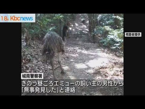 福岡市油山で目撃相次いだエミュー無事発見