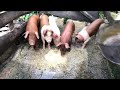 How to deworm pigs on a small farmweaning piglets on a small budget wyndham livestock farm