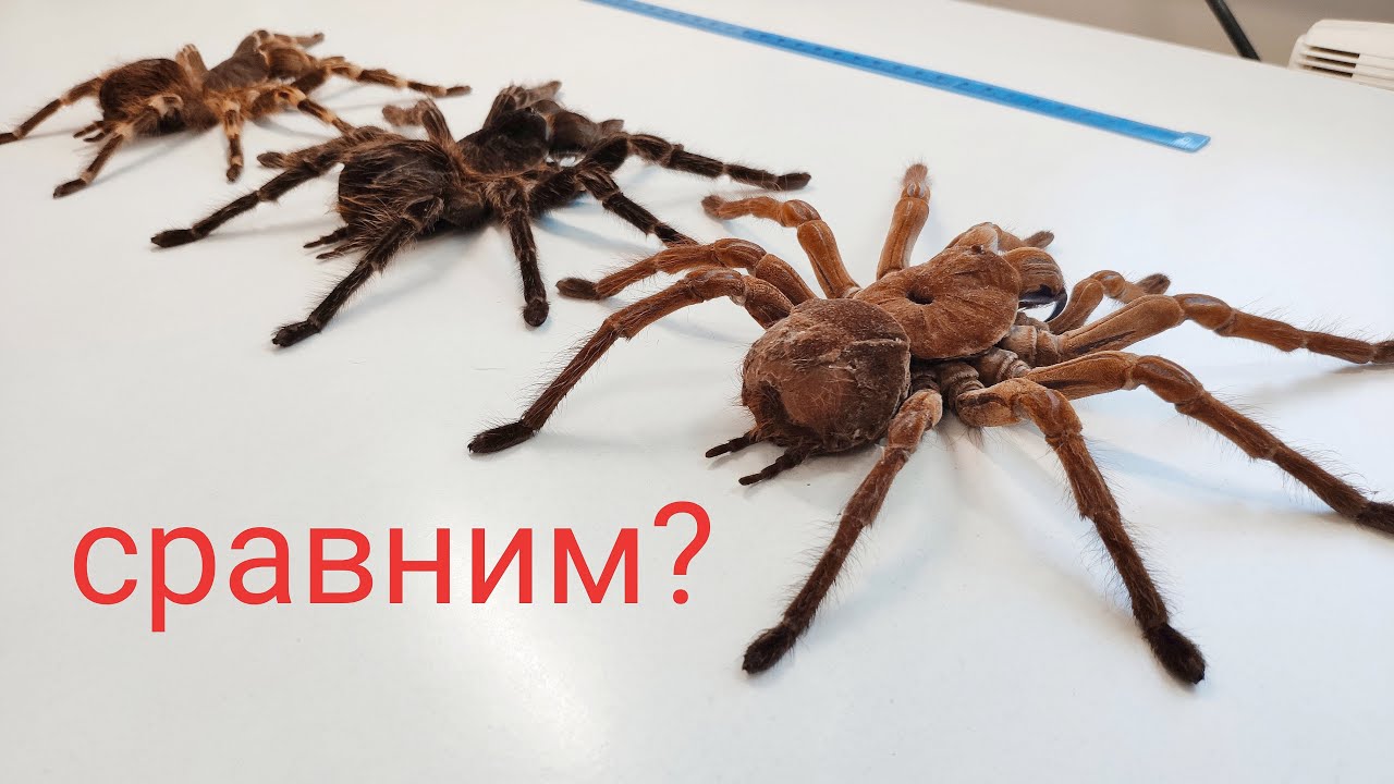 Авто ферма пауков Авто ферма пауков