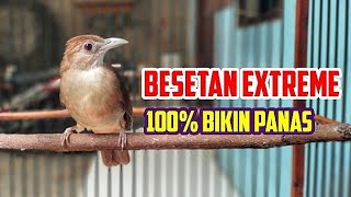 WOW‼️Kapas tembak besetan perih gaya exstrem