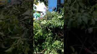 Marainggalai Saithta Mandres Puyal shorts mandescyclone trees