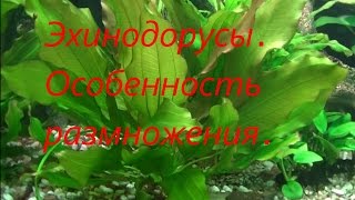 :  .  . #Echinodorus rose