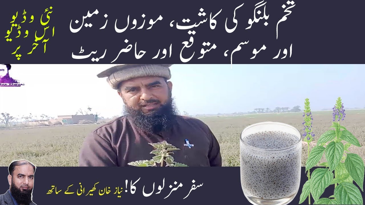 Tukh bilangu tukhm e malanga ki kasht tukh balangu ki kasht tukhm e balangu ki kasht Kisaant time