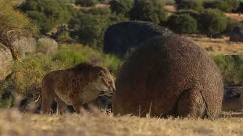 Curious smilodon plays with doedicurus