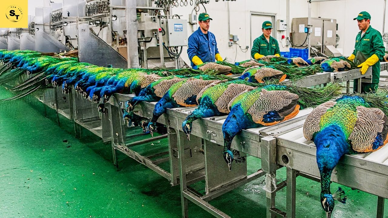 Expert Finds Out What Happens When You Use WRONG PEACOCK Feeding Methods