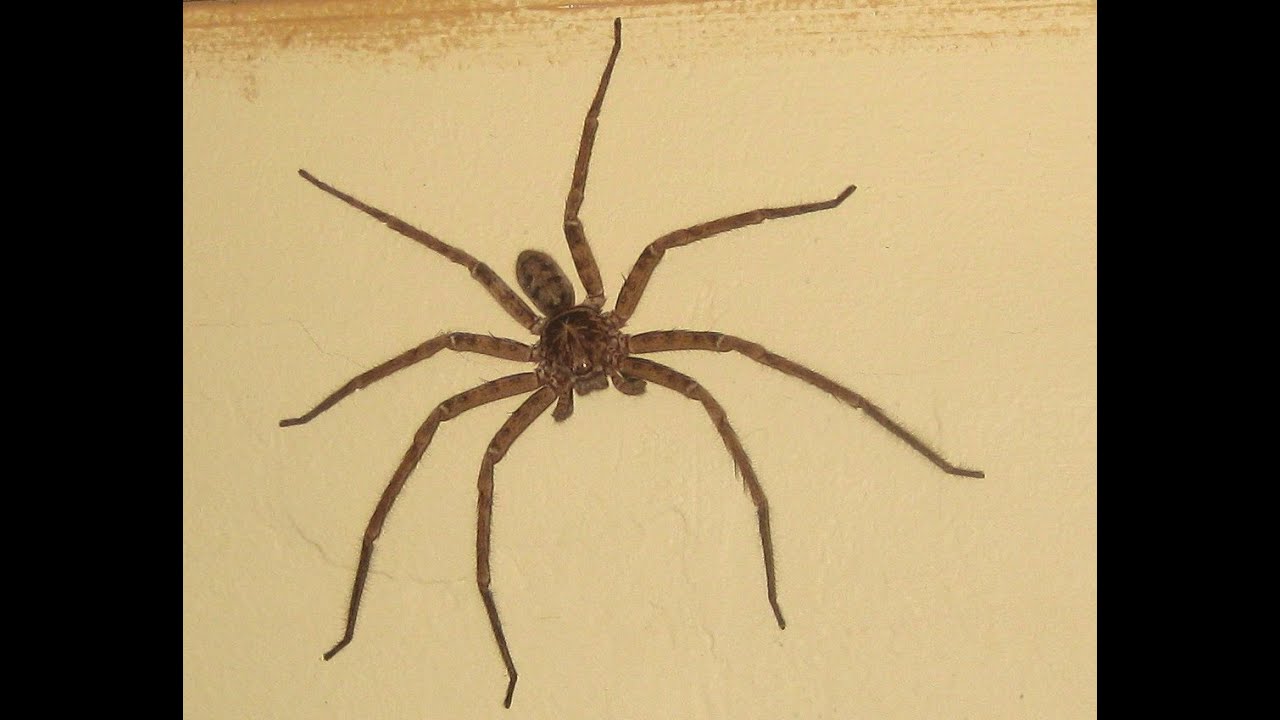 giant spider on wall motorcycle helmet Cover - A superhero needs to be ready for any situation AU] [Loud] Huntsman spider in