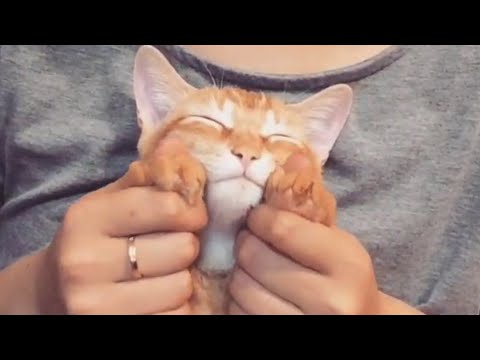 extremely-happy-cats-pet-video-compilation-2016