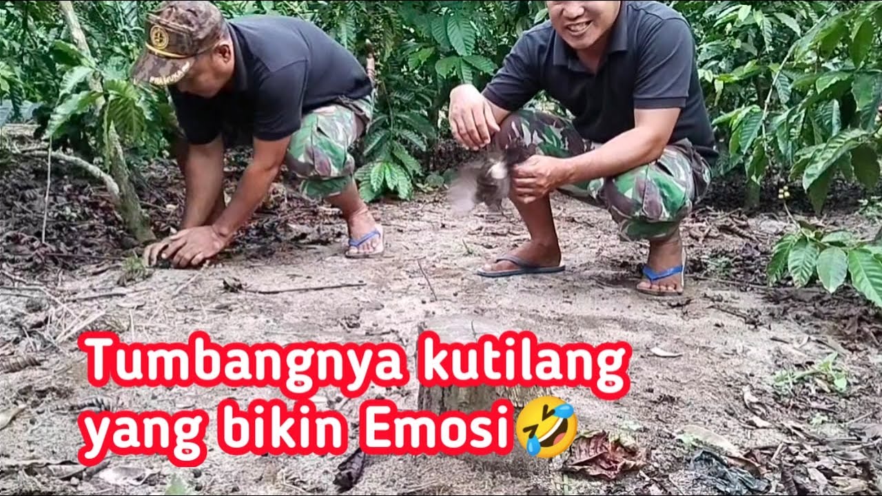 Pikat Kutilang si JAGAD ketemu kutilang liar yang tangguh #pikatkutilang