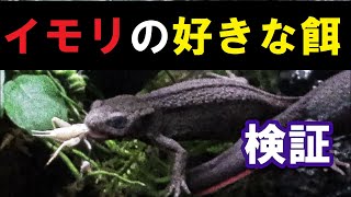 【イモリの餌/飼育】イモリは本当は何を食べたいのか？5種類の餌を与えて反応を見てみた/ ガラス製自作イモリウム /イモリプロモーションビデオ付