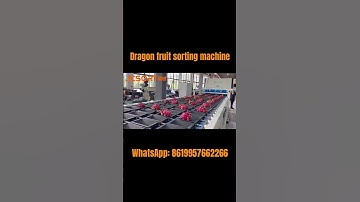 Dragon fruit sorting machine #fruitsorting #machine #grading #farming #jcsort