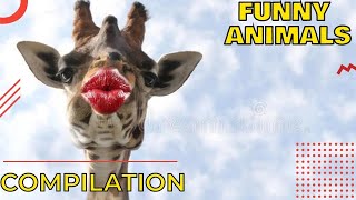 🐶 Funny animals compilation, try not to laugh 🐱 Funny animals life