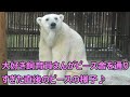 祝☆彡しろくまピース25歳になりました♪とべ動物園にて