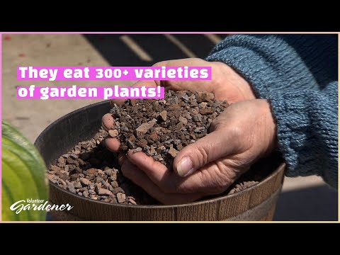 Video: Grow An Anti-Vole Garden – Lær om planter, muslinge vil ikke spise