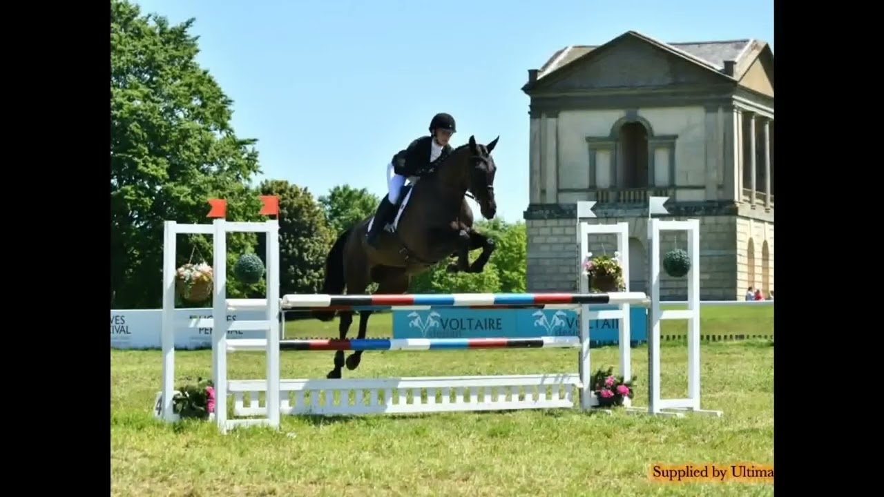 Templar Juno  (Hand in Glove/Primitive Rising/Rubin Royal)