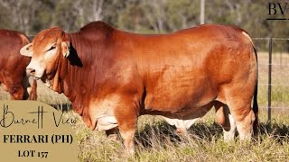 2025 Droughtmaster National Bull Sale - Lot 157 Burnett View Ferrari (PH)