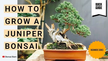 "Hoe kweek je een jeneverbes-bonsai", zelfs als je een absolute beginner bent!