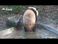 The Game Of Arranging Panda Cubs In The Right Order | iPanda