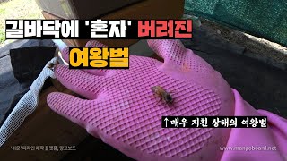 갑자기 길바닥에서 나타난 여왕벌, 주워서 다른 벌통 여왕으로 즉위시키기