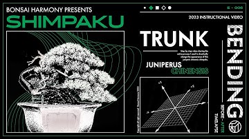 Juniper Bonsai Extreme Trunk Bending
