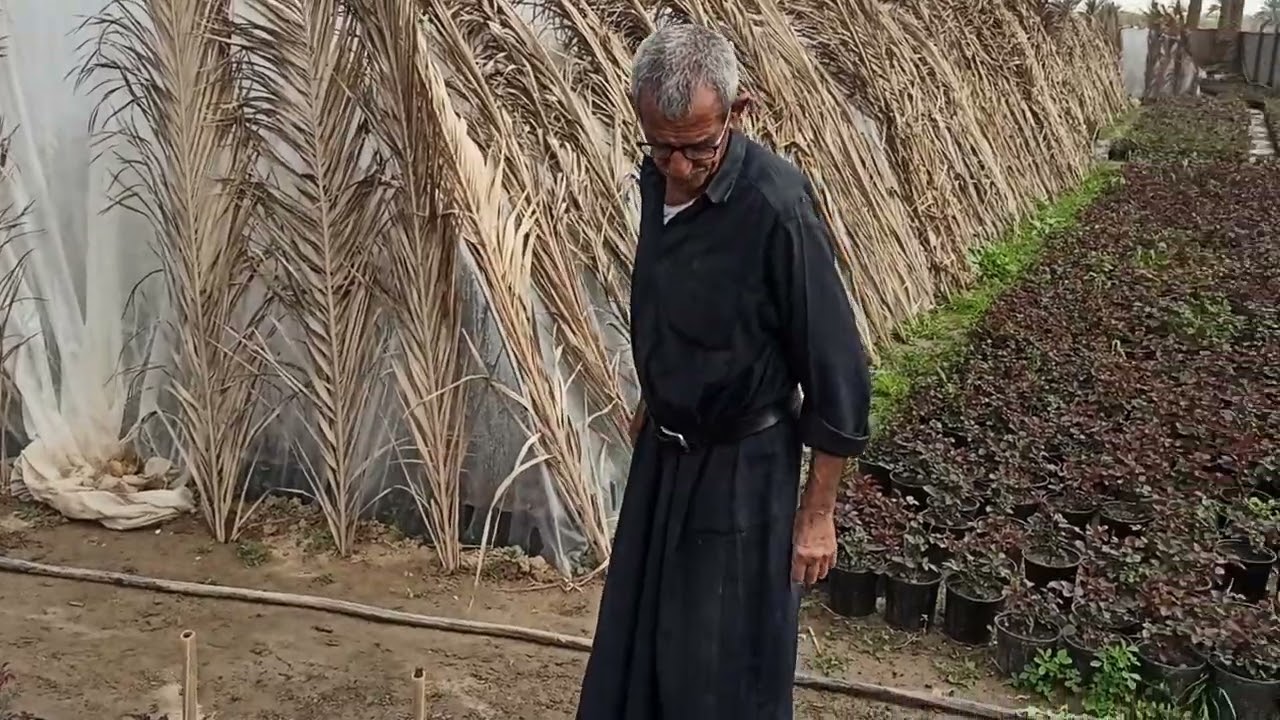 الورد الجوري بانواع والوان مختلفة جاهز للبيع العراق 🇮🇶 بابل جملة ومفرد ‏ يم سيد عبيس‪0780 361 5355‬‏