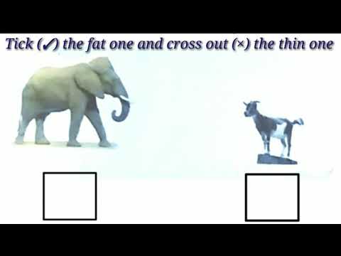 Tick (✓) the fat one and cross out (×) the thin one|Jr.kg class