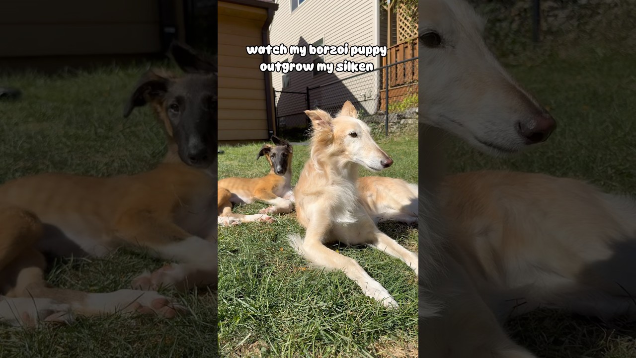 watch my borzoi puppy outgrow my silken windhound 