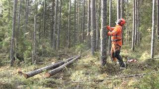 Metsolan metsäkoulu 27, Ensiharvennuksen hakkuutekniikkaa, kaato