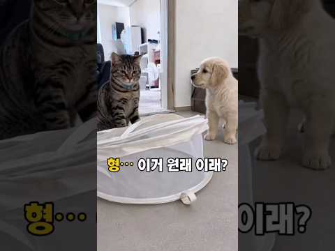 토리가 한번 건드렸는데… 골든이 표정이 😂 thumbnail