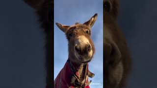 A/ Meeting/ Of Donkeys Resimi