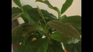 Tea plant - Camellia sinensis