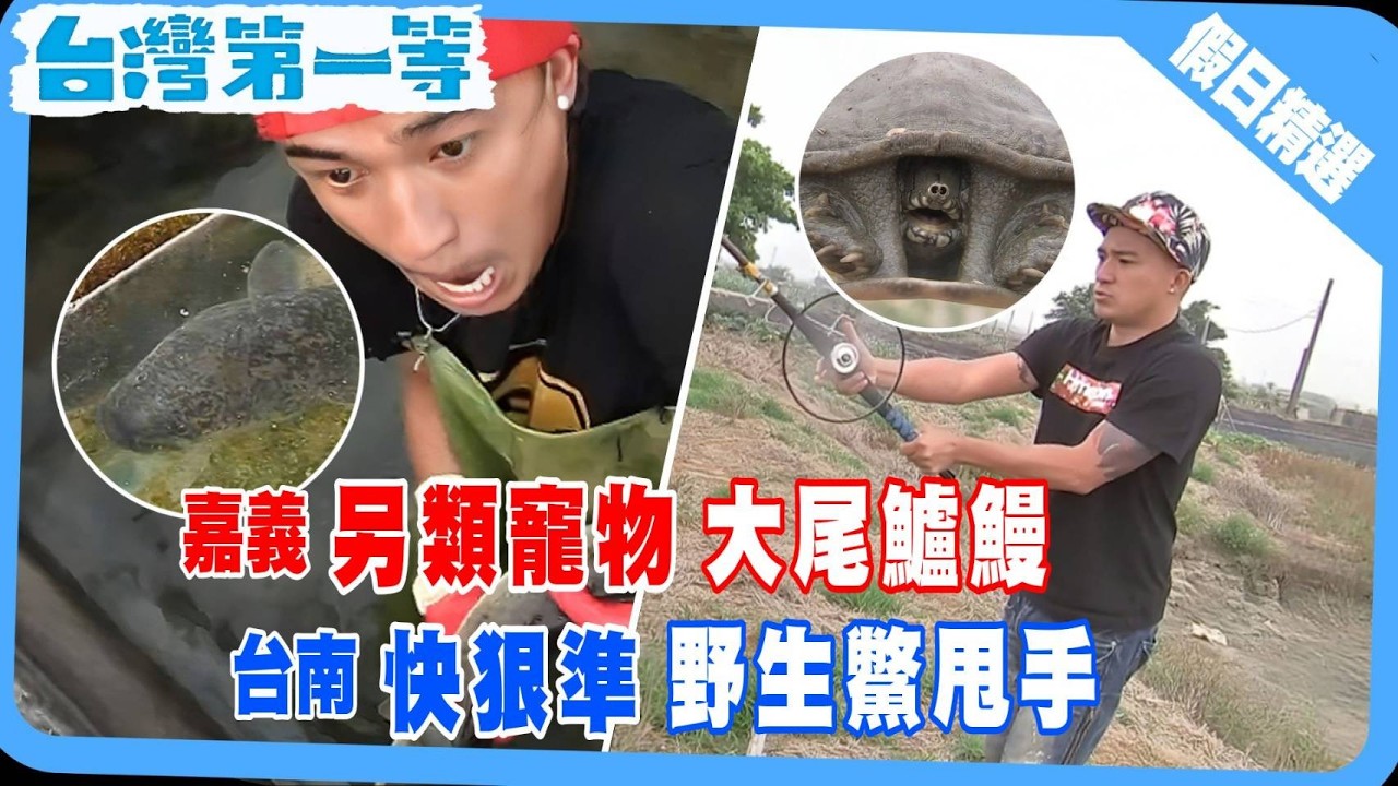 台灣第一等《超野味大尾鱸鰻   行動刁鑽身價破萬 / 野生鱉甩手  一到手人人搶 /  稀有花鱔血       營養價值媲美人參》假日精選