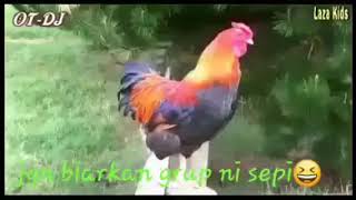 Status wa lucu ayam berkokok