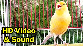 Unique Yellow Canary Singing - صدای کنری مست