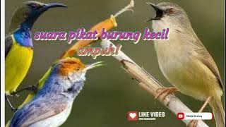 suara pikat burung kecil paling ampuh!| pancingan burcil