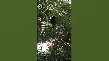 gà rừng mã vàng đang thay lông.qaib qus daj qua zoo