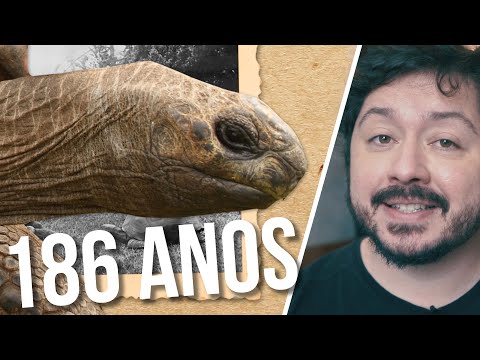Vídeo: Quanto Tempo Vivem As Tartarugas?