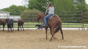 Gangsters Whiz Chic - working cows! - ValleyViewRanch.net
