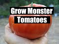 5 secrets to growing giant tomatoes