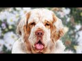 Clumber Spaniel - Top 5 Pros and Cons (Clumber Spaniel Facts) の動画、YouTube動画。